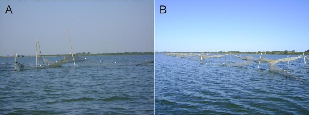 23 Figura 2: A- Rede de saquinho sustentada fora da água por calões. B- Exemplo de um tipo de andaina de rede de saquinho no estuário da Lagoa dos Patos, com as redes organizadas em duas fileiras. 1.