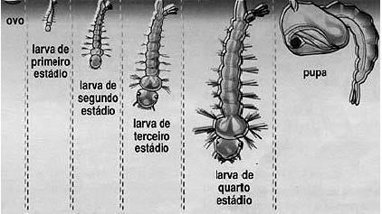 e) o hermafroditismo. Questão 15) Muitos animais apresentam estruturas únicas, que facilitam sua locomoção, respiração, alimentação, defesa e proteção.