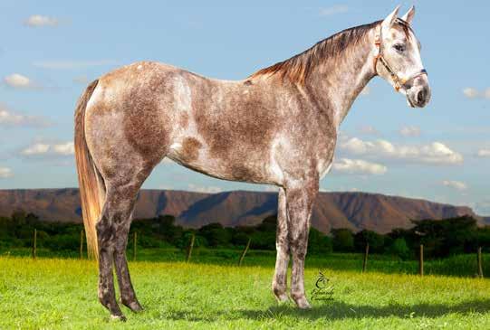 39 41 Shakira Tol Fame FÊMEA 06/09/2013 ZAINO VENDEDOR: RANCHO MALUP Balio Charm DC PAINT HORSE MACHO 25/11/2013 CASTANHO TOBIANO VENDEDOR: HARAS DC 2017, VAQUEJADA 2018 POTRO