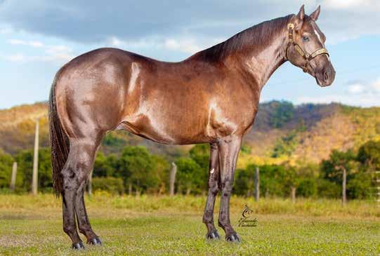 MEDAL DASH MERRIDOC LITTLE TARA HAREMS CHOICE STREAKIN SIX ELAINA RAE Jatobazinho Shiney MACHO 15/11/2014 ZAINO VENDEDOR: CABALLOS RANCH 14 2018, VAQUEJADA 2019, BRS 2018 POTRO FILHO DO CAVALO (JÁ