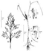 Gênero Panicum Gramíneas forrageiras do gênero Panicum Espécie Panicum maximum Jacq No Brasil primeiras introduções no tempo da escravatura chegou com os navios negreiros era utilizado para acomodar