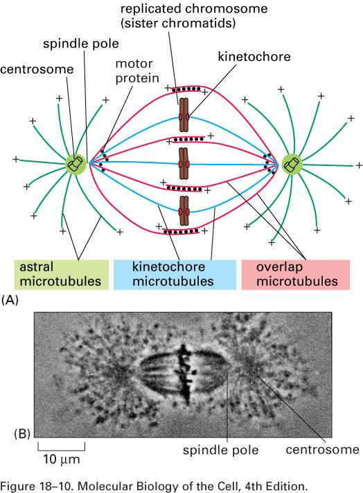 As 3 classes de microtúbulos do fuso mitótico Microtúbulos