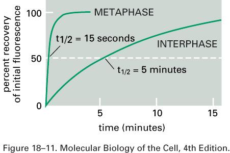 A meia vida dos microtúbulos em intérfase e mitose: A dinâmica dos