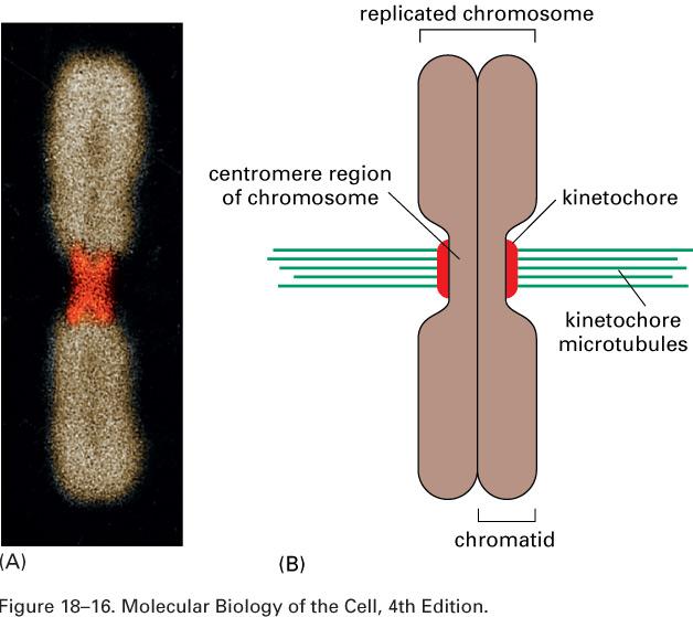 Montagem do cinetocoro e microtúbulos