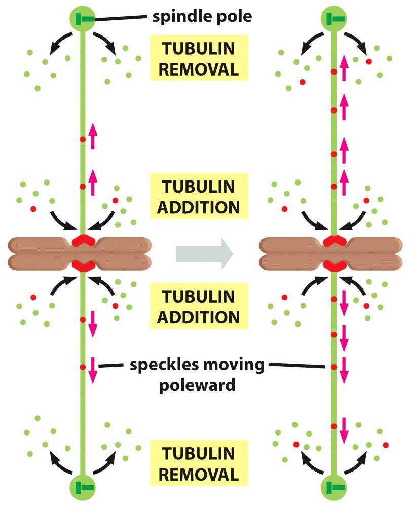 Fluxo de tubulina no microtúbulo