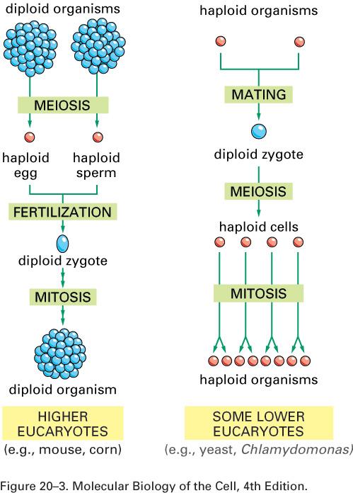 Meiose e Mitose em organismos
