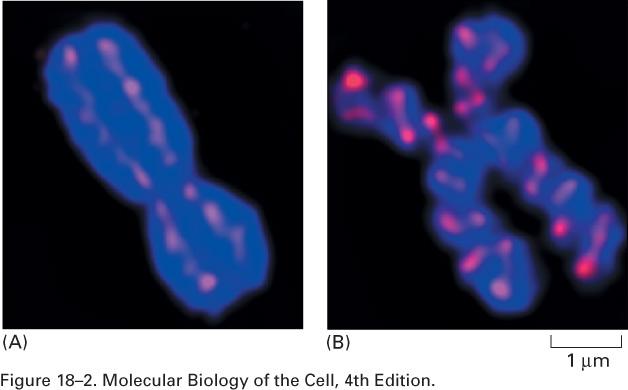 Cromossomos mitóticos: Cada cromátide é condensada por auxílio das proteínas condensinas (rosa) e