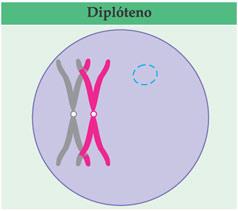 4- DIPLÓTENO Cromossomos homólogos