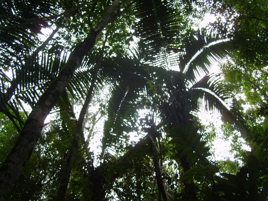 CENÁRIOS PARA A AMAZÔNIA: USO DA TERRA, BIODIVERSIDADE E CLIMA