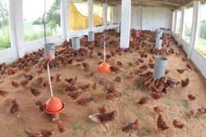 07/03/2017 Brasil endurece a luta para se proteger da gripe aviária Foi publicada no Diário Oficial da União a Instrução Normativa n 8, do Ministério da Agricultura, Pecuária e Abastecimento (MAPA),