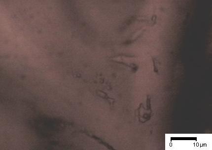 FIGURA 69 Fotomicrografia de inclusões fluidas primárias bifásicas presentes na granada, amostra 200907-22.