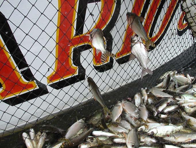 (Figura 11). Normalmente, nós guardamos estes peixes para alimentação na embarcação. (Encarregado do barco pesca, Cabeceira Ayapuá, maio de 2005) Tabela III.