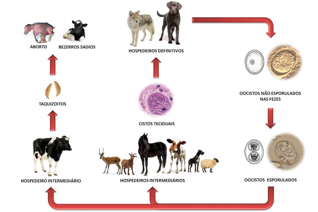 23 Alguns anos mais tarde verificou-se que esse parasito causava, em cães, uma forma clínica mais severa do que a causada pelo T.