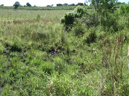 37" O Tamanho da microbacia (ha): 41,78 ha Ordem da