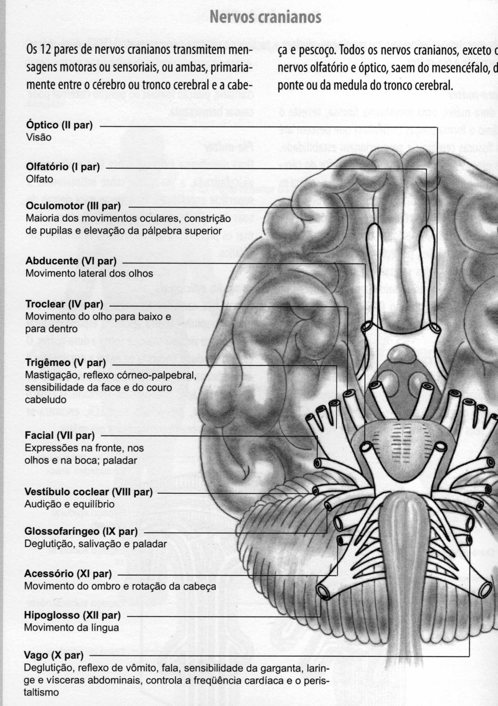 13 14 Dermátomos SNC Encéfalo: Cerebelo Coordenação dos movimentos; manutenção