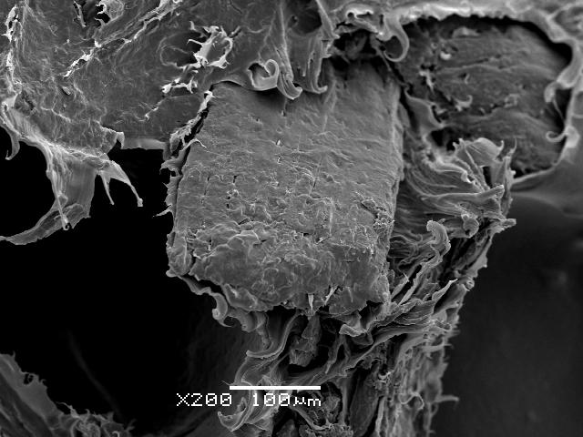 RESULTADOS E DISCUSSÃO CARACTERIZAÇÃO MORFOLÓGICA (MEV) FIBRAS DESFIBRILADAS E POROS