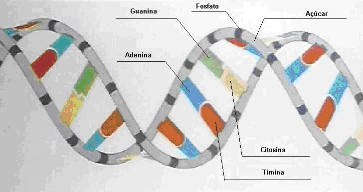 Figura 1:DNA é formado por duas fitas de nucleotídeos complementares, que são
