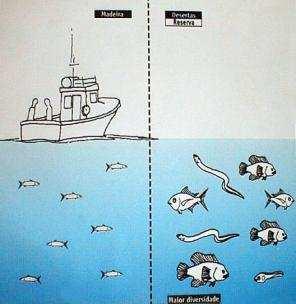 Benefícios das AMP AMP têm demonstrado benefícios significativos: Renovação de populações de peixes e outras