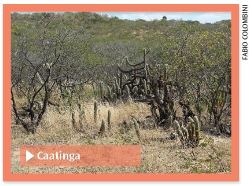 Ecossistemas brasileiros Caatinga Ocorre no interior do nordeste brasileiro, nos estados do nordeste, desde a Bahia até o Maranhão; Terceiro ecossistema mais