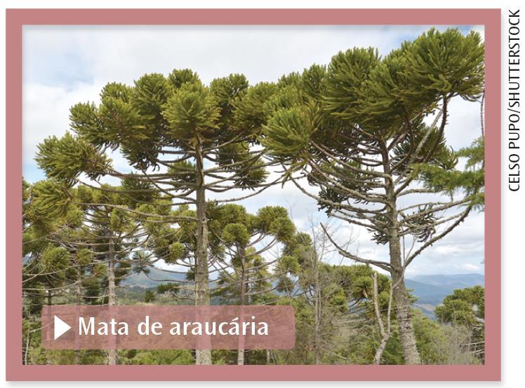 Ecossistemas brasileiros Mata de araucária Mata de araucária; Distribuída em locais de climas subtropicais, principalmente em parte de Santa Catarina e do Paraná ;