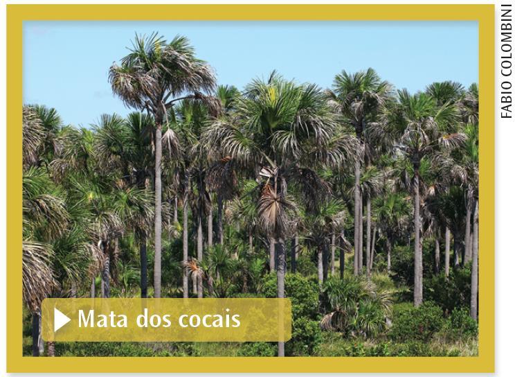 Ecossistemas brasileiros Mata dos cocais Localizada entre a floresta amazônica e a caatinga; Áreas antigamente ocupadas pela floresta amazônica, mas