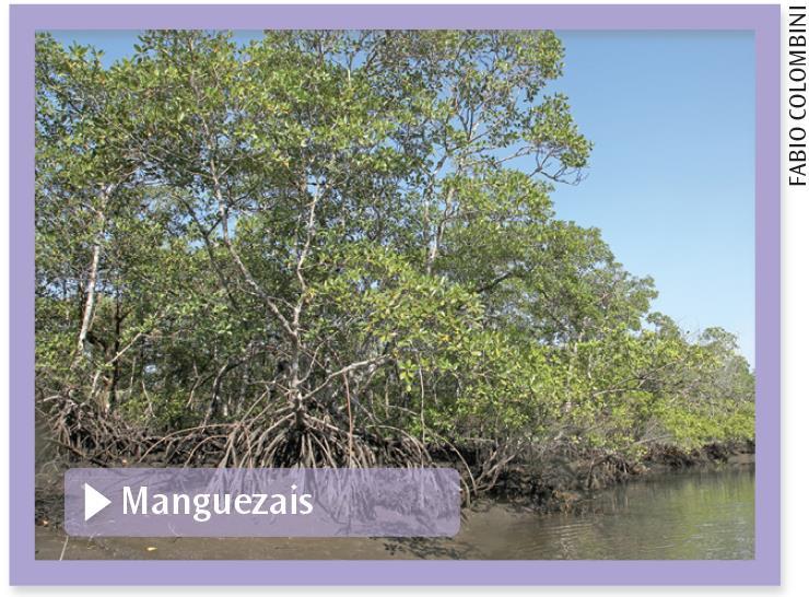 Ecossistemas brasileiros Manguezais Ecossistemas litorâneos encontrados desde o Amapá até Santa Catarina, principalmente nos estuários dos rios.