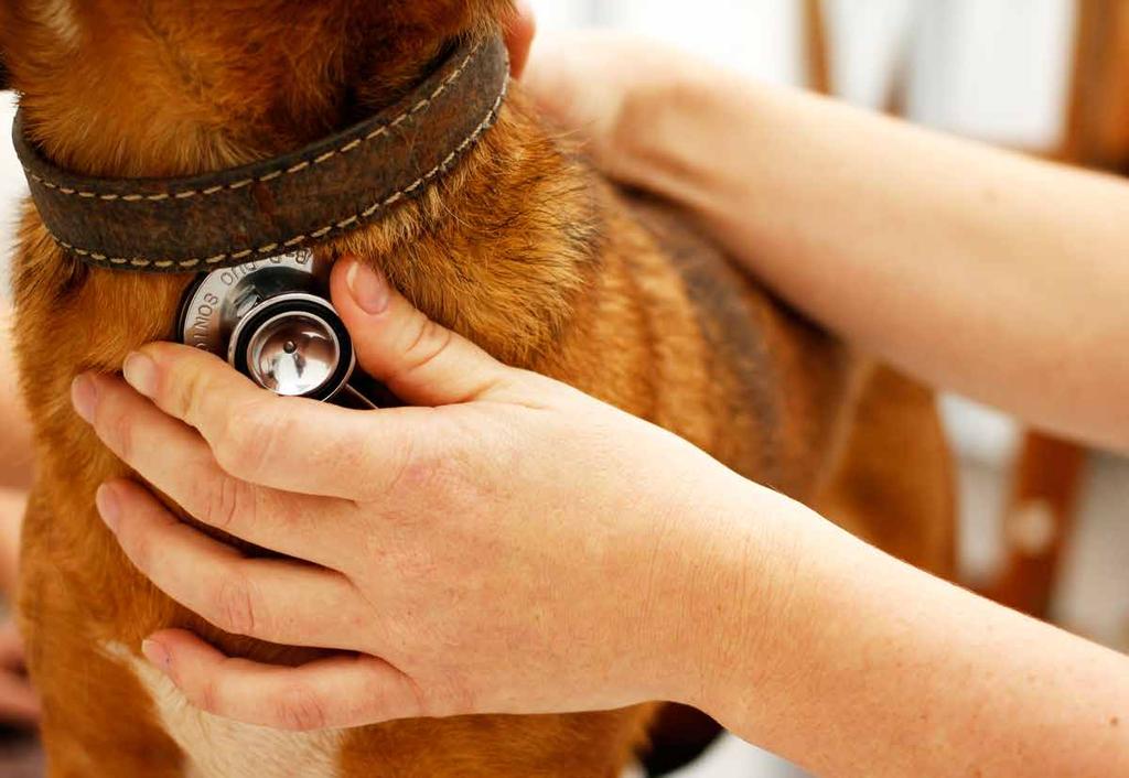 CÃO EM AÇÃO, CUIDADO DOBRADO Hospital Veterinário da UVV cuida dos cães do GOT O canil do Grupo de Operações Táticas (GOT) do estado vai receber um cuidado muito especial.