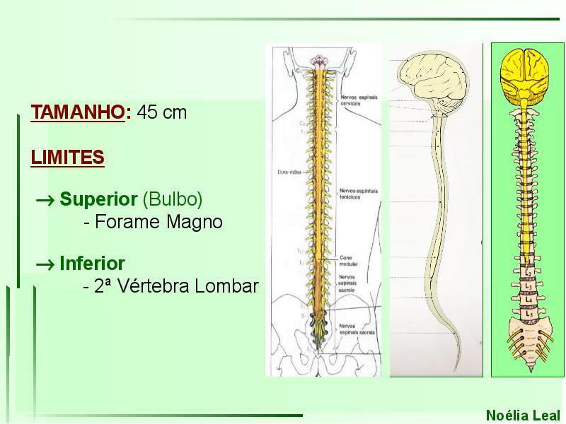 A coluna vertebral é responsável por nossa posição ereta e protege a medula espinhal, que faz parte do