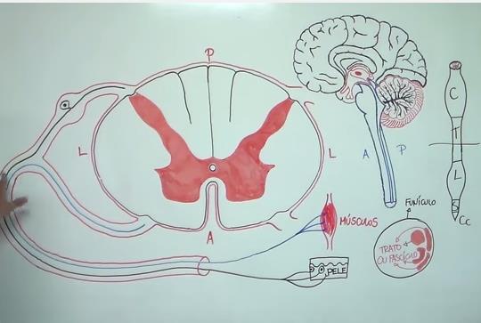 A medula espinhal é a principal via de comunicação entre as partes de nosso corpo e o cérebro. ttp://biologia. fsc.usp.br/bio1 apostila/bio1_ arte_08.