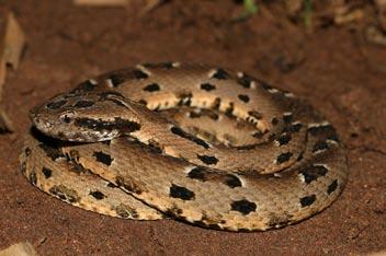 q) Bothrops moojeni; r)