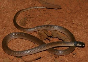 5. Snake species sampled