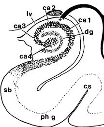 Demência e as epilepsias são motivos de grande estudo da formação hipocampal. O córtex entorrinal possui neurônios que formam a via perfurante.