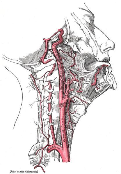 A artéria cerebral média é como uma continuação da artéria carótida interna. Ela entra no sulco lateral do cérebro. Antes disso, forma as artérias lentículo-estriadas, que irrigam os núcleos da base.