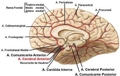 A segunda artéria é a comunicante posterior. Nasce na carótida interna e dirige-se posteriormente, terminando na artéria cerebral posterior. Mantém relação íntima com o III nervo craniano.