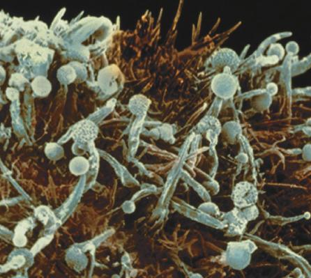 Quando liberados dos esporângios, os esporos que alcançam uma superfície favorável germinam, formando uma rede de hifas (filamentos) que absorvem nutrientes.