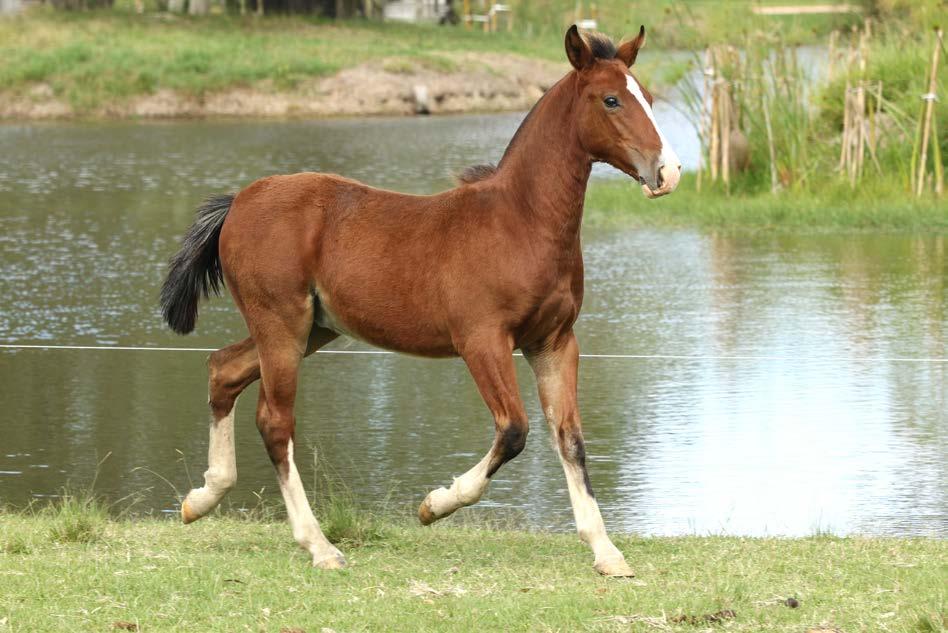 80 Hospedeiro B507397 RP: 916 Colorada Douradilha macho 05/12/2016 GANADERO DA HARMONIA QUEIMADA GANADERO DA HARMONIA QUEIMADA MUCHACHO DE SANTA ANGÉLICA BT DÁDIVA DO JUNCO BT