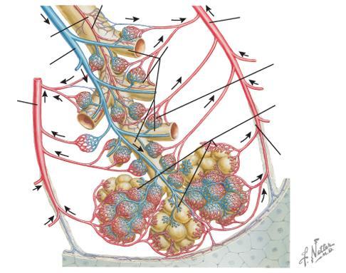 Ramo da artéria brônquica (vindo da aorta torácica) Bronquíolo terminal Ramo da artéria pulmonar (vindo do ventrículo direito) Tributária da veia pulmonar (para o átrio esquerdo) Plexo capilar ao
