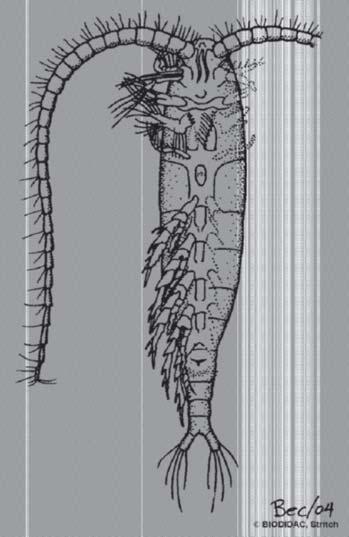Subfilo Crustacea O corpo pode ser dividido em pelo menos dois tagmas: cabeça e tronco; A cabeça consiste no ácron e mais cinco segmentos anteriores fundidos formando uma cápsula cuticular não