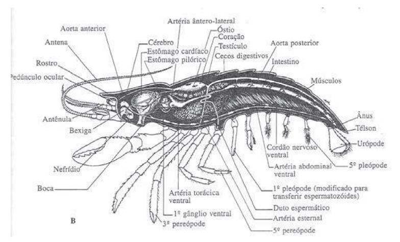 Subfilo Crustacea Corte longitudinal de um crustáceo mostrando anatomia e principais sistemas corporais Transporte Interno Sistema hemal como