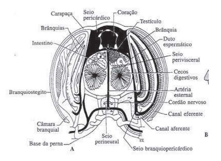 (crustáceos derivados); Grupos pequenos não possuem vasos sanguíneos, mas apenas uma aorta para suprir o cérebro; O sangue contém amebócitos