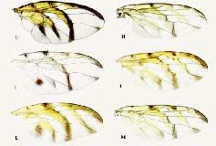 New species of Tomoplagia... Neotropical Entomology.