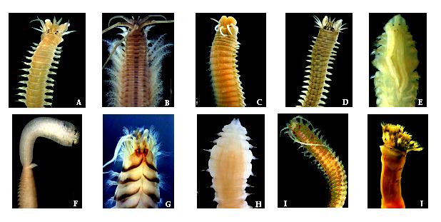 Espécies novas em locais conhecidos Invertebrados do