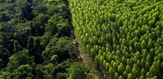 TRAJETÓRIA DE PROJETOS Papel e Celulose VCP PSPC Tecnologia da Informação VCP Modelos Mentais Finanças FIBRIA PSPC Base Florestal FIBRIA Fornecedores Estratégicos de Serviços Industriais VCP Mandato