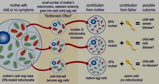 Hereditariedade Mitocondrial Efeito de gargalo (bottleneck) na