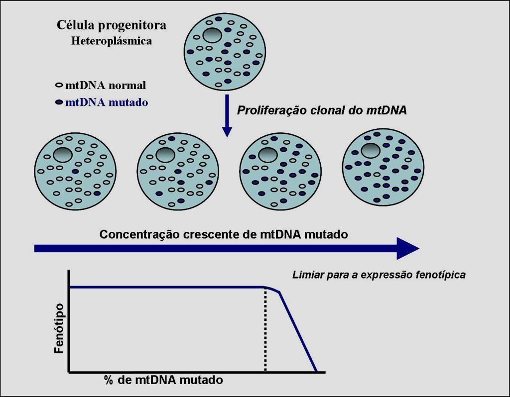 Segregação mitótica heteroplasmia DOENÇAS MITOCONDRIAIS Hereditariedade Mitocondrial fenótipo limiar função de: - % DNA mutado - necessidades energéticas da célula - outros