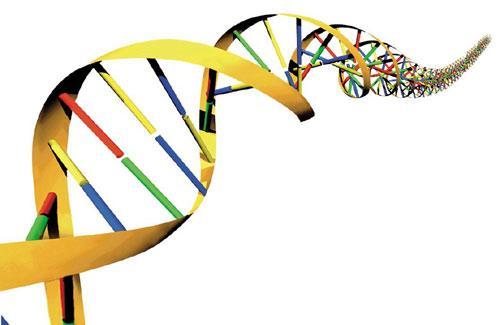 mtdna DOENÇAS MITOCONDRIAIS DCRM classificação genética genes de síntese proteica (rrnas, trnas) genes codif.