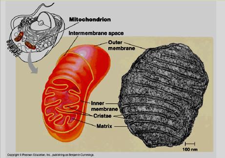 Mitocôndria morfologia Mitos = fio + Condrion = grânulo