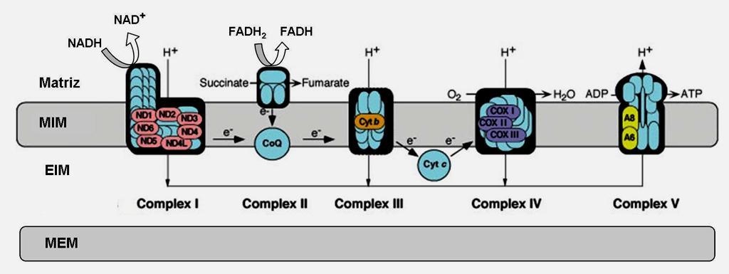 MEM MIM Matriz EIM Cadeia respiratória mitocondrial NADH O 2 FADH 2 O 2 D