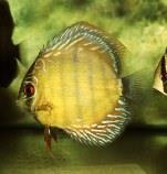 25 Nome científico: Symphysodon aequifasciata São peixes de água doce Bentopelágicos, de ambientes tropicais e que alcançam tamanho máximo de 13,7 cm (FISH BASE, 2013).