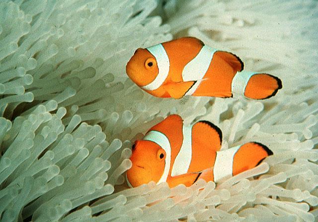 28 São peixes de água Marinha (salgada), de ambientes tropicais e que alcançam comprimento de 11cm.